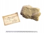 org_f_trigo_trigonocaprus_carvin_01_60-.jpg Produktbild des Artikels Trigonocarpus noeggerathi BGT