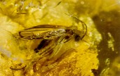 org_trauerm-cke56.jpg Produktbild des Artikels Trauermücke in Bernstein - Sciaridae