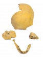 Product image of item homo_neanderthalensis_-_abguss