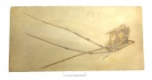 org_c_175_20160609_01_web.jpg Produktbild des Artikels Rhamphorhynchus gemmingi - Abguss
