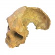 Product image of item homo_neanderthalensis_-_abguss
