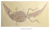 org_c_151_20160609_01_web.jpg Produktbild des Artikels Crocodileimus robustus - Abguss