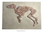 org_c_226_20160615_01_propalaeotherium_web.jpg Produktbild des Artikels Propalaeotherium messelense
