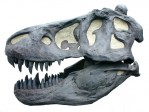 org_c_171_freigestellt_web.jpg Produktbild des Artikels Tyrannosaurus rex - Abguss
