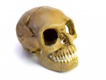 org_c_365_20180910_01.jpg Produktbild des Artikels Homo neanderthalensis - Abguss