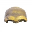 org_c_350_04.jpg Produktbild des Artikels Homo neanderthalensis - Abguss
