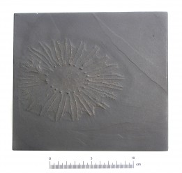 Paleosolaster gregoryi