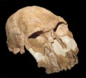 org_c0021gr_4.jpg Produktbild des Artikels Homo rudolfensis
