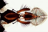 org_lieder1.jpg Produktbild des Artikels Musca domestica, Stubenfliege