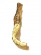 org_c_338_02.jpg Produktbild des Artikels Homo erectus pekinensis - Abguss