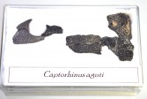 org_capt1.jpg Produktbild des Artikels Captorhinus aguti - Oberkieferknochen