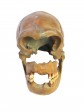 org_c_363_01.jpg Produktbild des Artikels Homo neanderthalensis - Abguss