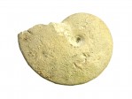 org_f441008_20200105_01.jpg Produktbild des Artikels Ammonit - Taramelliceras sp.