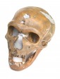org_c_358_20170405_01_web.jpg Produktbild des Artikels Homo neanderthalensis - Abguss