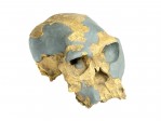 org_c_324_01.jpg Produktbild des Artikels Homo habilis - Twiggy - OH24 - Abguss