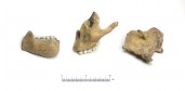 org_c_313_20160616_02_web.jpg Produktbild des Artikels Paranthropus robustus - Abguss