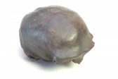 Product image of item homo_sapiens_soloensis_-_abguss