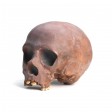 org_c_362_20160901_02_web.jpg Produktbild des Artikels Homo neanderthalensis - Abguss