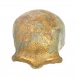 org_c_369_02.jpg Produktbild des Artikels Homo neanderthalensis - Abguss