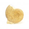 org_harpoceras_20190117_01.jpg Produktbild des Artikels Ammonit 