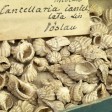 org_f_691002_cancellaria_cancellata_20170523_02.jpg Produktbild des Artikels Cancellaria cancellata