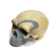 org_c_347_20160616_02_web.jpg Produktbild des Artikels Homo heidelbergensis - Abguss
