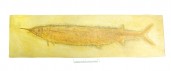 org_cp_013_asphidorhynchus_20160519_01.jpg Produktbild des Artikels Aspidorhynchus acutirostris - Abguss