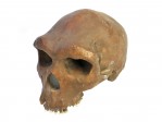 org_c_381_20210118_01.jpg Produktbild des Artikels Homo heidelbergensis - Abguss
