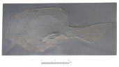 org_c_105_20160602_01_web.jpg Produktbild des Artikels Drepanaspis gemuendensis - Abguss