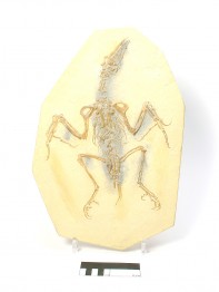 Confuciusornis sanctus