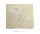 org_c_176_20160609_01_web.jpg Produktbild des Artikels Pterodactylus antiquus - Abguss