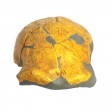 org_c_382_03.jpg Produktbild des Artikels Homo heidelbergensis - Abguss