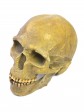org_c_392_03_zahnretusche.jpg Produktbild des Artikels Homo sapiens - Abguss
