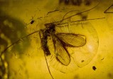 org_fb1106.jpg Produktbild des Artikels Stelzmücke in Bernstein - Limoniidae