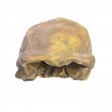 Product image of item homo_sapiens_soloensis_-_abguss