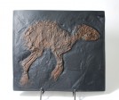 org_c_227_web.jpg Produktbild des Artikels Propalaeotherium messelense