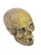 org_c_393_02.jpg Produktbild des Artikels Homo sapiens - Abguss