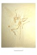 org_c_194_20160615_01_web.jpg Produktbild des Artikels Archaeopteryx lithographica - Abguss