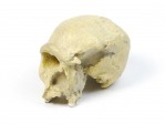 org_c_346_20140203_01_web.jpg Produktbild des Artikels Homo heidelbergensis- Abguss