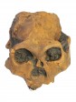 org_c_322_20210115_01.jpg Produktbild des Artikels Paranthropus robustus - Abguss