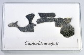 org_capt5.jpg Produktbild des Artikels Captorhinus aguti - Oberkieferknochen